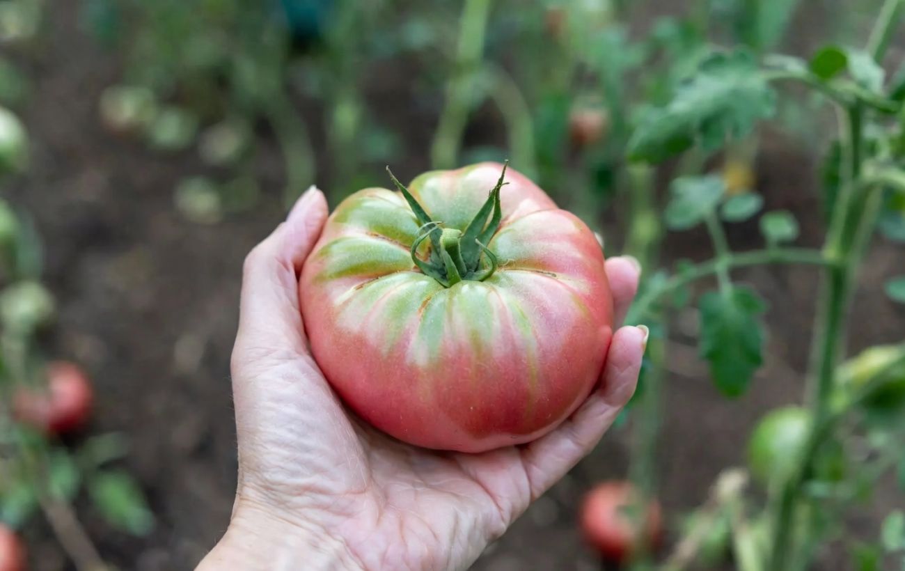 Як покращити смак магазинних помідорів. Фото: Добрі новини