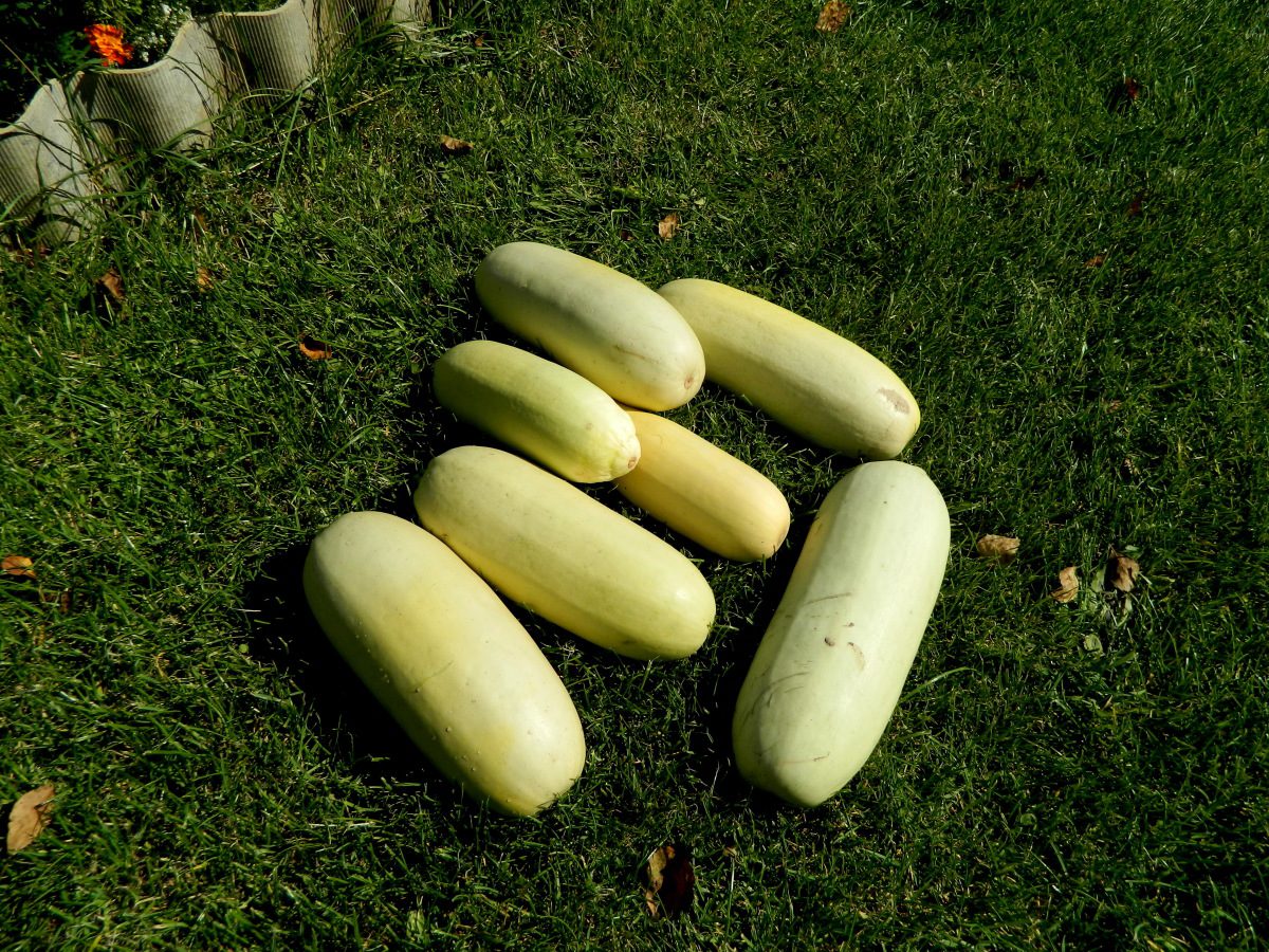 Городники розповіли, який сорт кабачків обрати для вирощування на власній грядці — проста порада