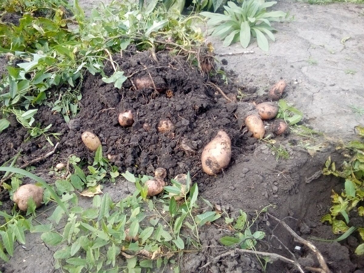 Городники розповіли, в які дні не можна садити картоплю та як правильно готувати її до посадки