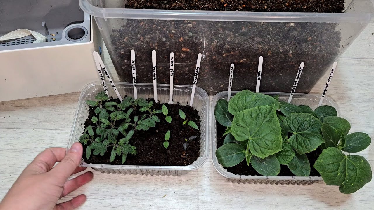 Городники порадили, чим поливати розсаду, аби вона росла міцною і не витягувалась — порада