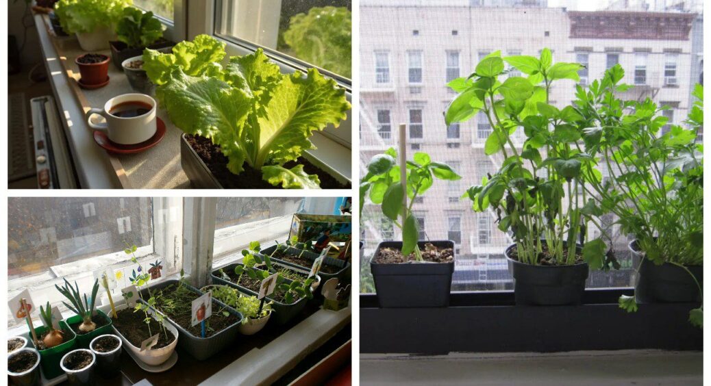 Утеплюю підвіконня для розсади за 1 хв: маленька хитрість, після якої рослини не витягуються в “ниточки” 