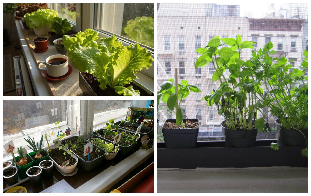 Як утеплити підвіконня для розсади