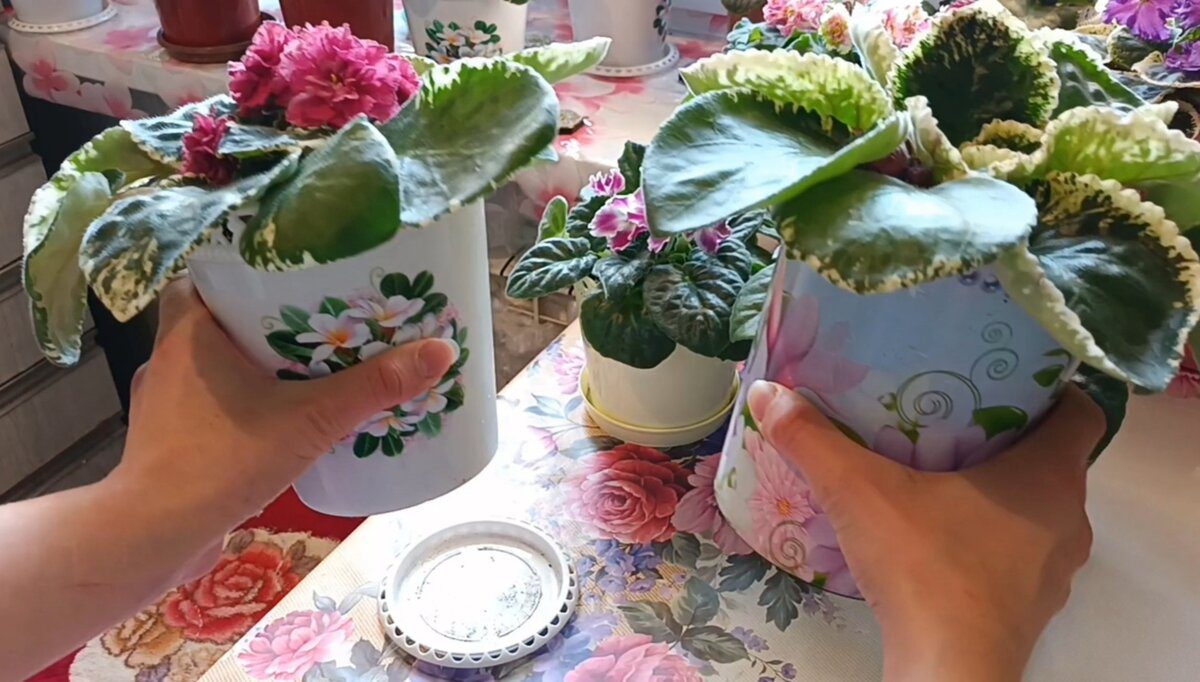 Садівники порадили простий лайфхак, який допоможе покращити цвітіння рослин у домашніх умовах