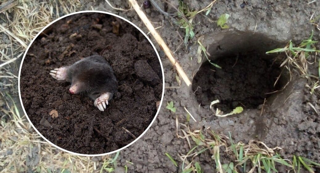 Цей 1 дешевий порошок врятував мій город від кротів: повилітали як ошпарені — і більше не риють тунелі 