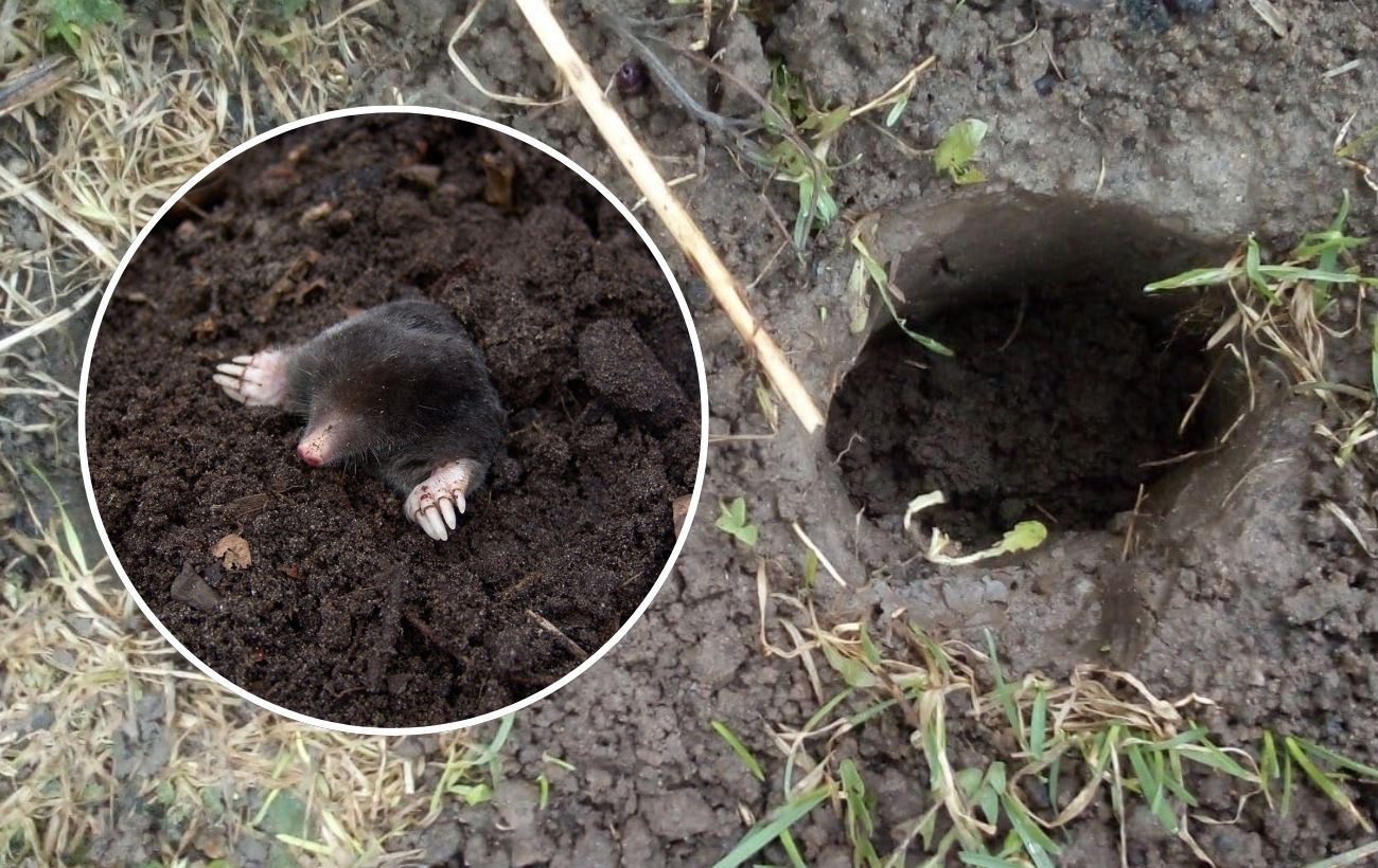 Як позбутись від кротів на ділянці