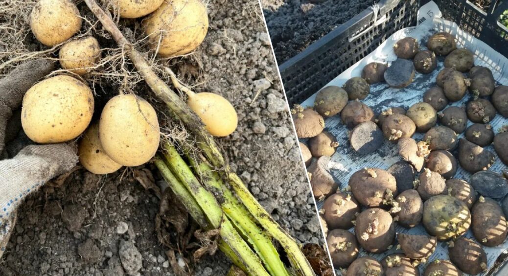 Наближаються 3 заборонених дні, щоб виносити картоплю з погреба на посадку: не садити, не удобрювати 