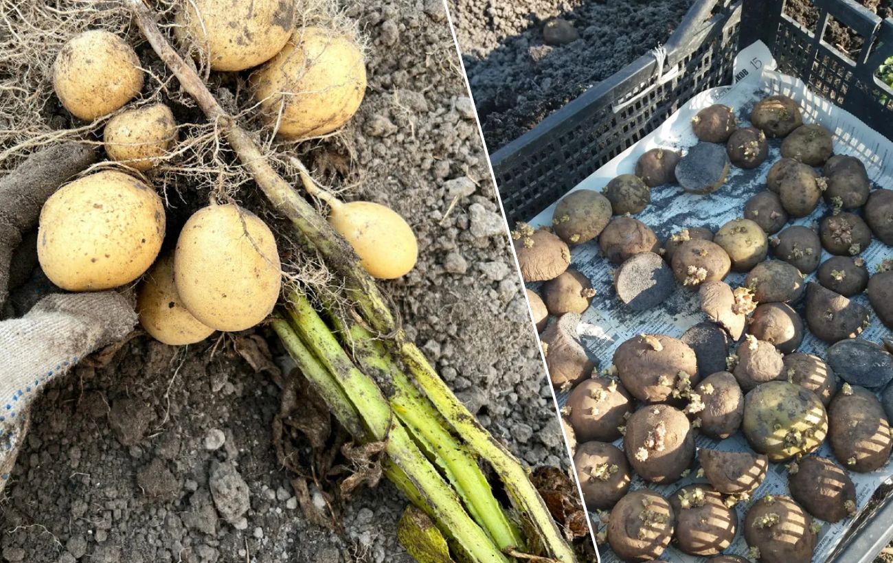 Коли не можна садити картоплю у березні 2026