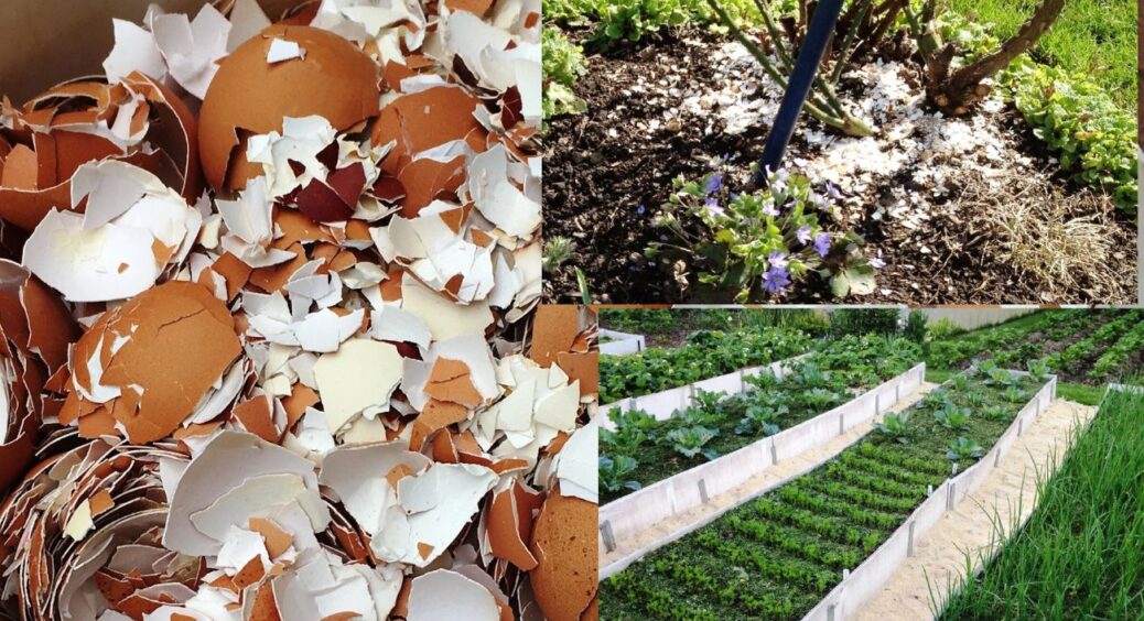 Беру рівно 1 пакет яєчної шкаралупи — і несу на город: ідеальне рішення для покращення врожайності 
