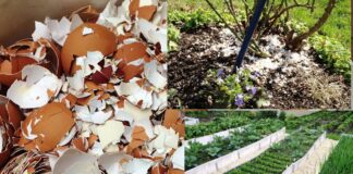 Як використовувати яєчну шкаралупу для підживлення ділянки