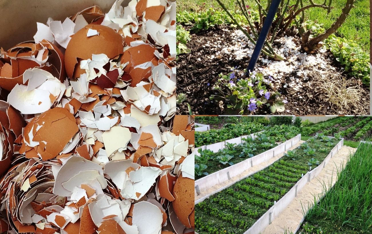 Як використовувати яєчну шкаралупу для підживлення ділянки