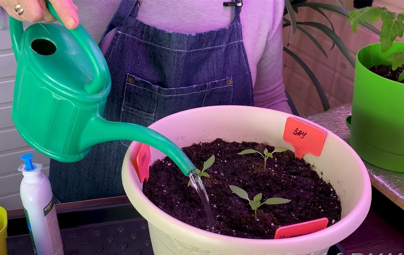 Як покращити ріст розсади в домашніх умовах