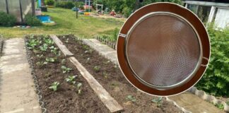 Як використовувати старе сито на городі