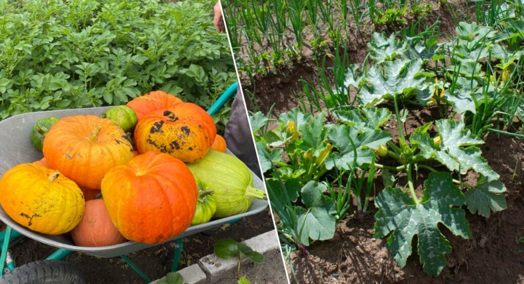 Виростила гарбуз розміром з величезний ящик: 1 хитрість від 83-річного дідуся допомогла на грядці 