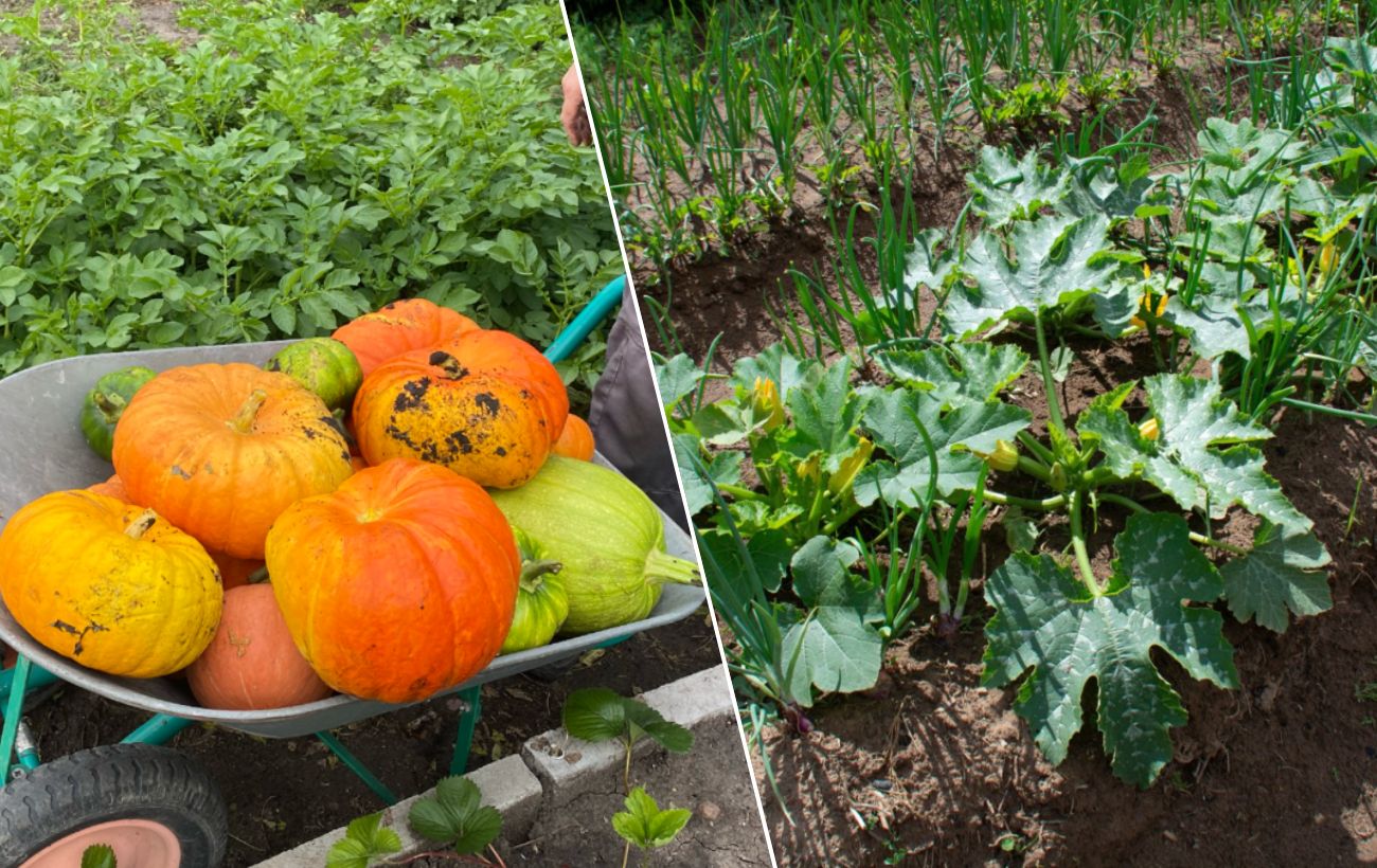 Як виростити великі гарбузи без витрат на добрива