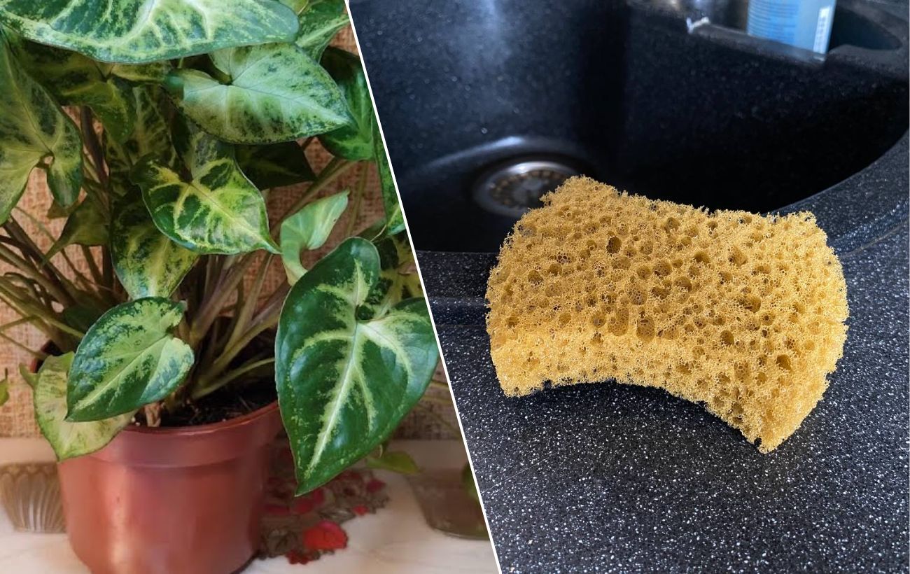 Як покращити цвітіння кімнатних рослин