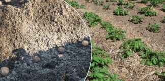 Як підживлювати картоплю для високої врожайності