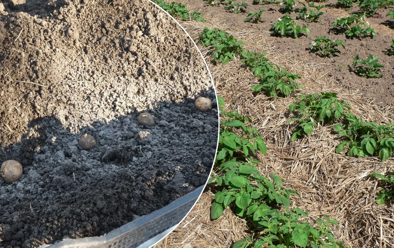 Як підживлювати картоплю для високої врожайності