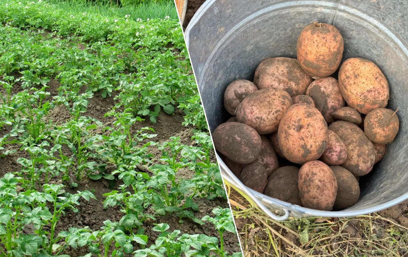Як покращити врожайність картоплі