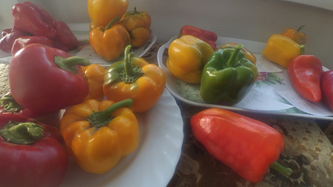 Городники розповіли, яка хитрість допоможе покращити врожайність солодкого перцю на грядці. Фото: YouTube Моє Подвір'я