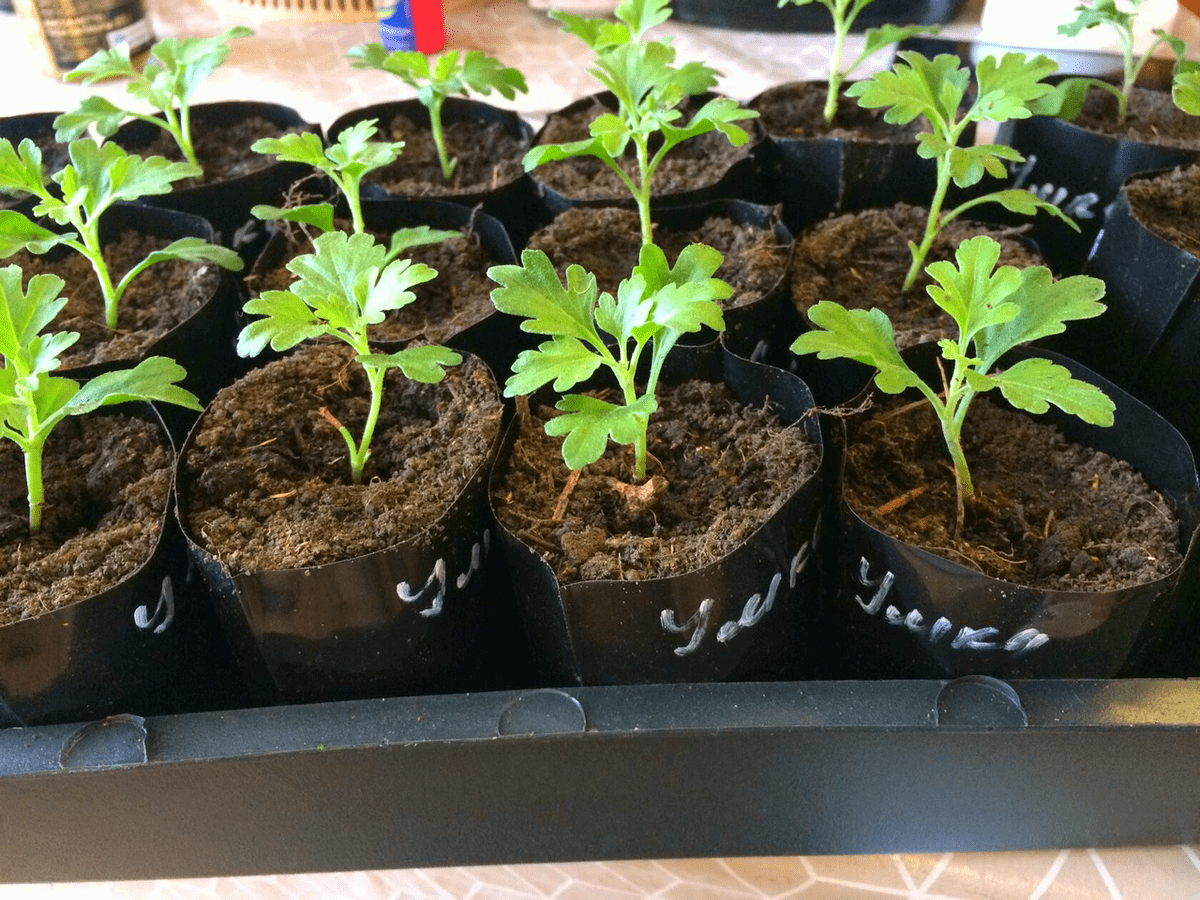 Експерти порадили простий спосіб, як утеплити підвіконня для вирощування міцної розсади