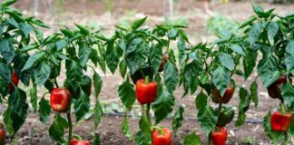 Як покращити врожайність болгарського перцю. Фото: Добрі новини