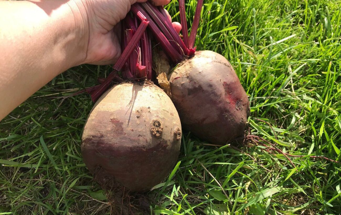 Який сорт буряка дає найкращий урожай