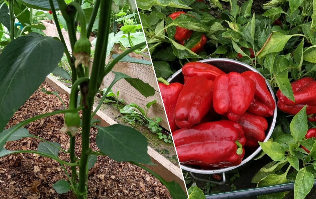 Яке добриво дати болгарському перцю для врожайності