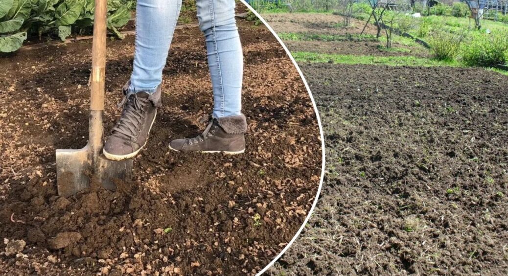 Цього року не перекопую город: використовую 1 інший метод, який показав дід зі стажем агронома 43 роки 