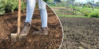 Якою процедурою замінити перекопування городу