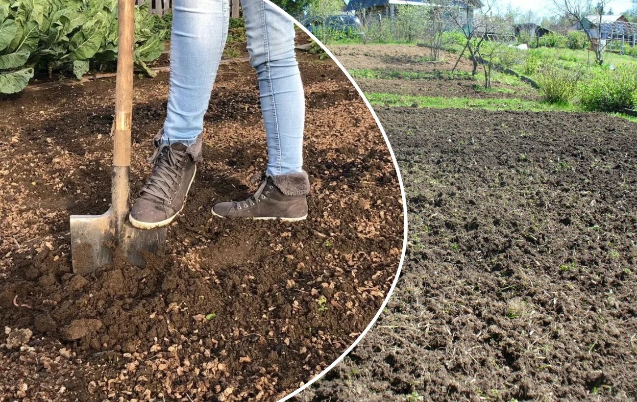 Якою процедурою замінити перекопування городу