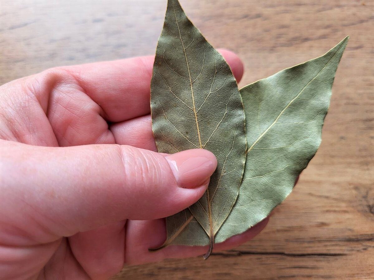 Господині розповіли, навіщо класти лавровий лист під подушку 