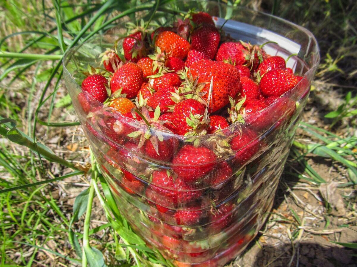 Садівники порадили, чим поливати полуницю, аби ягоди були солодкими та соковитими після