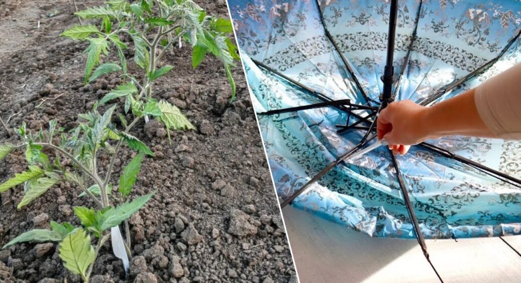 Беру 1 стару та поламану парасолю — і ставлю посеред городу: так розсада “пре” і легко переносить холод -5 