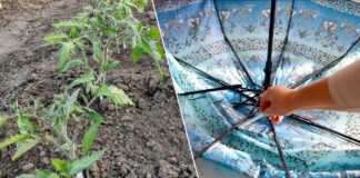 Яка користь старої парасольки на грядці