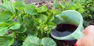 Садівники розповіли, як доглядати за полуницею навесні. Фото: скриншот з відео