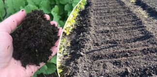 Городники розповіли, чи потрібно знезаражувати ґрунт навесні 