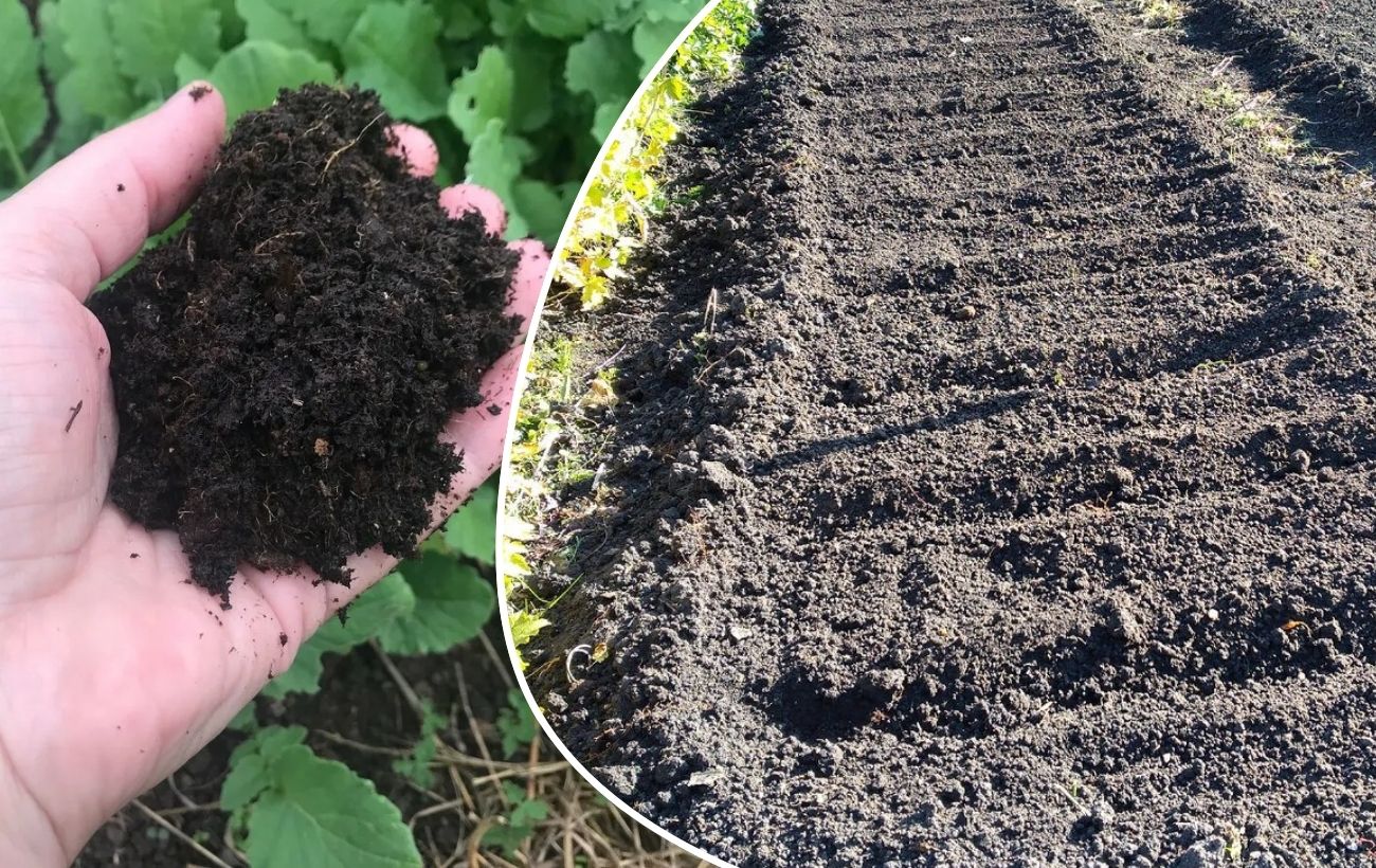Чим підживити ґрунт на ділянці без хімії