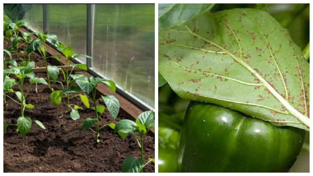 Городники порадили безпечні методи обробки перцю у теплиці