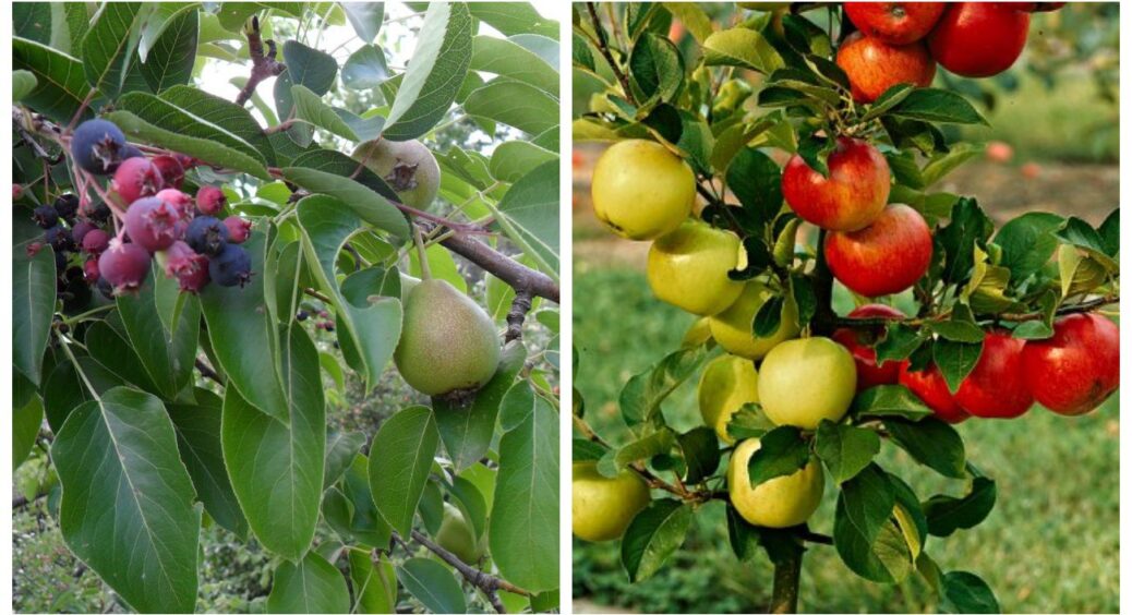 Думала, що знаю все про сад, поки товариш не відкрив китайський метод: прищеплення з дрилем. 100% результат 