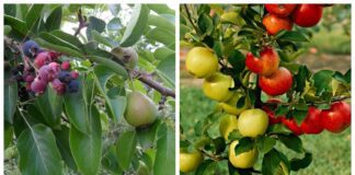 Садівники порадили незвичний спосіб прищеплення дерев