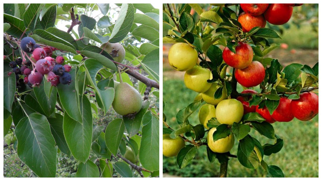 Садівники порадили незвичний спосіб прищеплення дерев