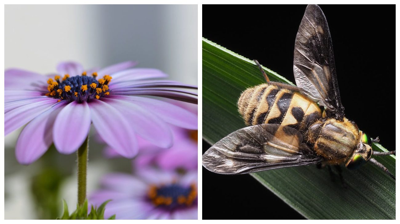 Квітникарі порадили, як позбутися від мошок у вазонах