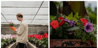 Квітникарі пояснили, чому рослини з магазину не завжди цвітуть вдома