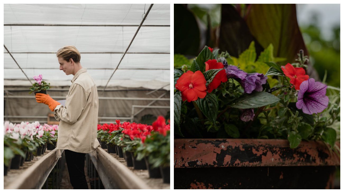 Квітникарі пояснили, чому рослини з магазину не завжди цвітуть вдома