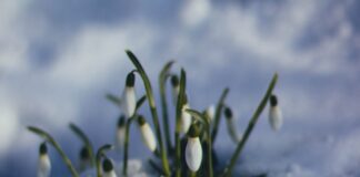 Садівники назвали рослини, які першими прокидаються після зими