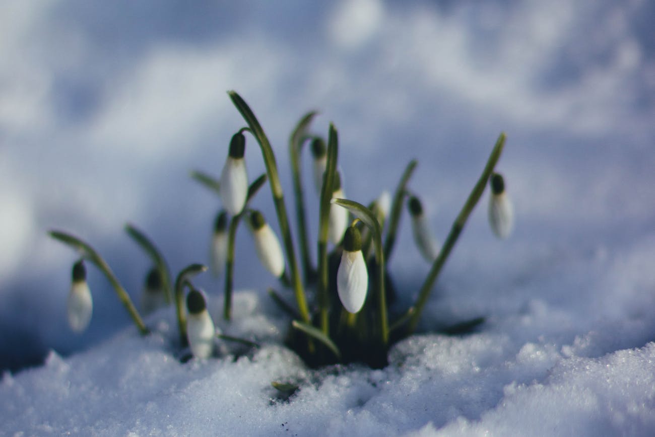 Садівники назвали рослини, які першими прокидаються після зими