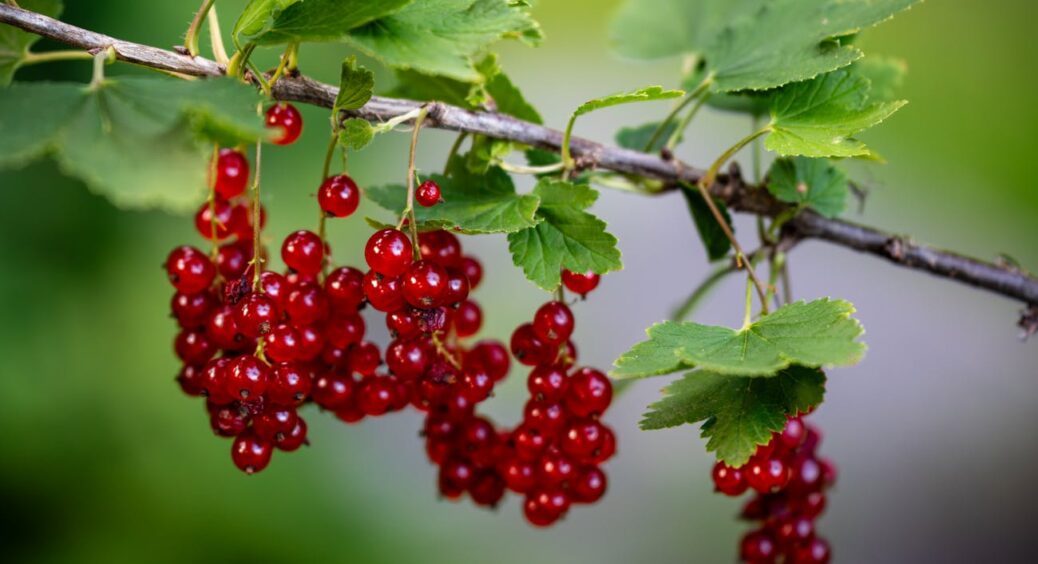 Секрет смородинових кущів без склівки: 1 засіб точно допоможе, якщо використати його саме тоді, коли треба 