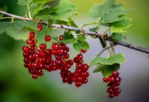 Секрет смородинових кущів без склівки: 1 засіб точно допоможе, якщо використати його саме тоді, коли треба Садівники порадили засіб від смородинової склівки