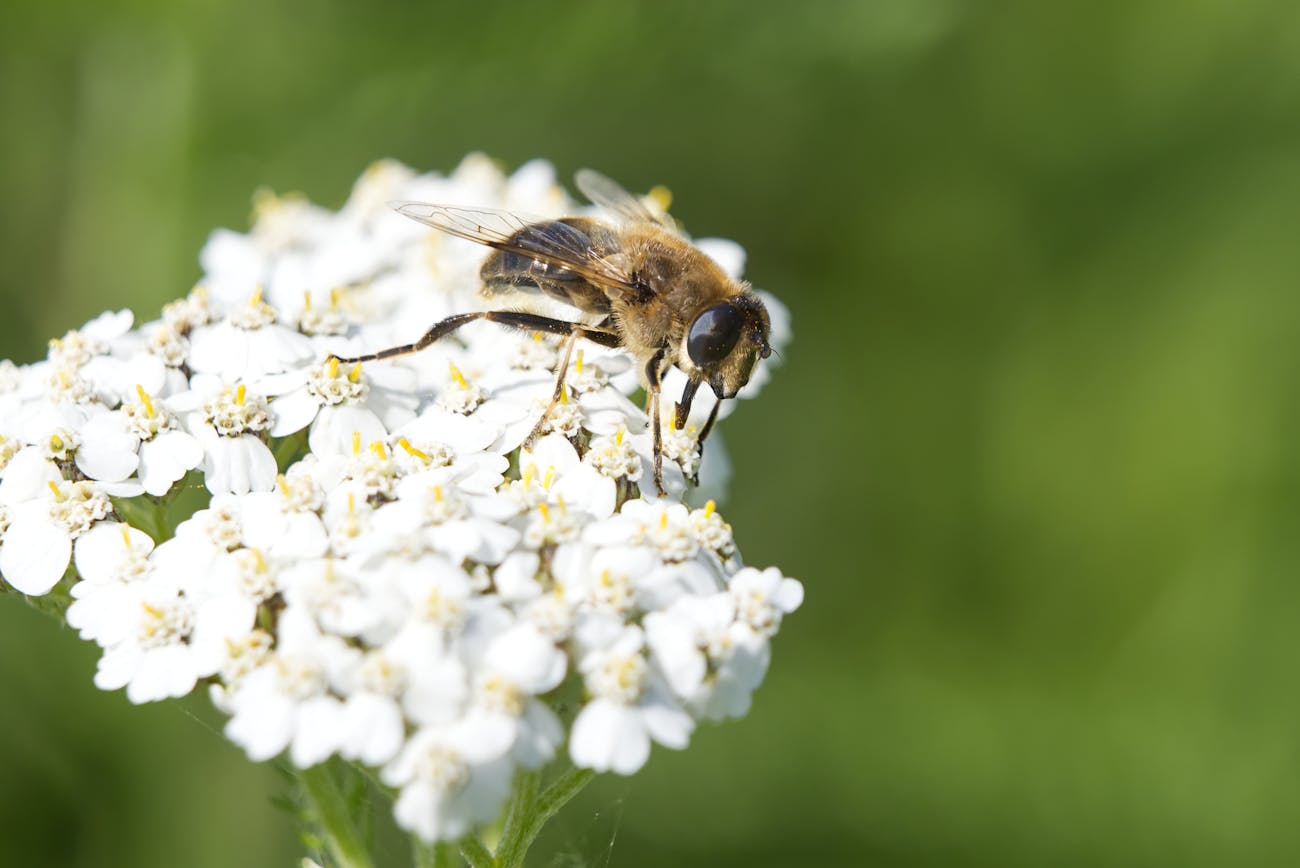 Городники розповіли, як залучити бджіл до запилення моркви. Фото: Pexels