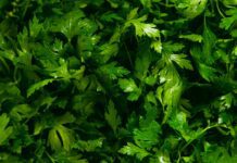 Перестаньте дивуватися, чому ваша петрушка нерівномірно й повільно росте: посійте її за допомогою клейстеру Городники порадили цікавий спосіб посіяти петрушку